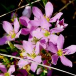 rosepink flowers